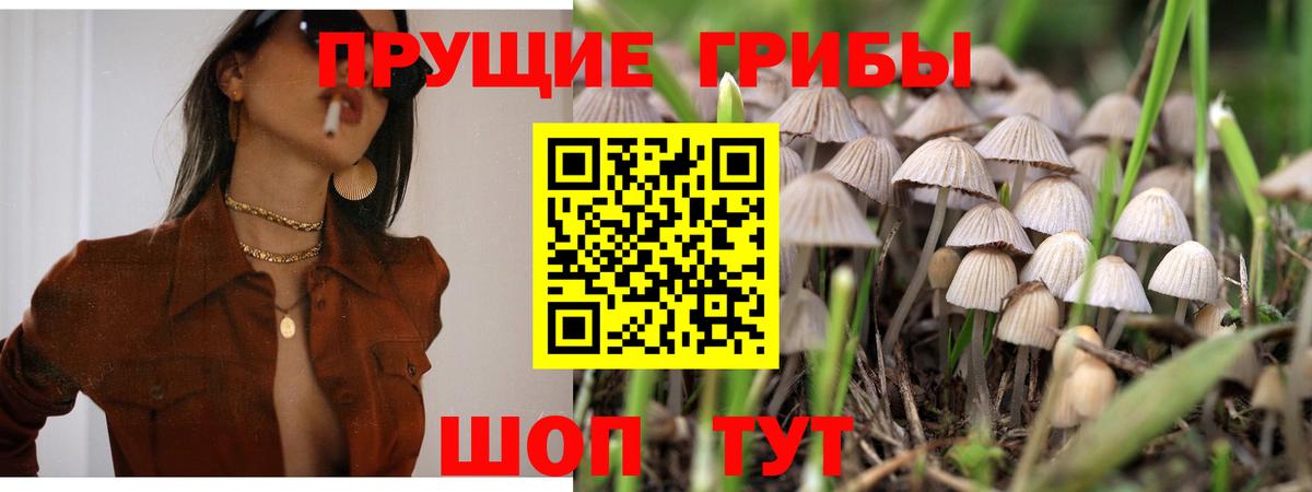 Славгород  Псилоцибиновые грибы Cubensis  Вход с VPN 